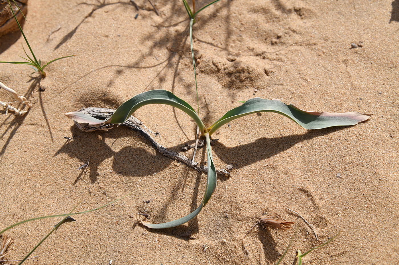 Image of Allium caspium specimen.