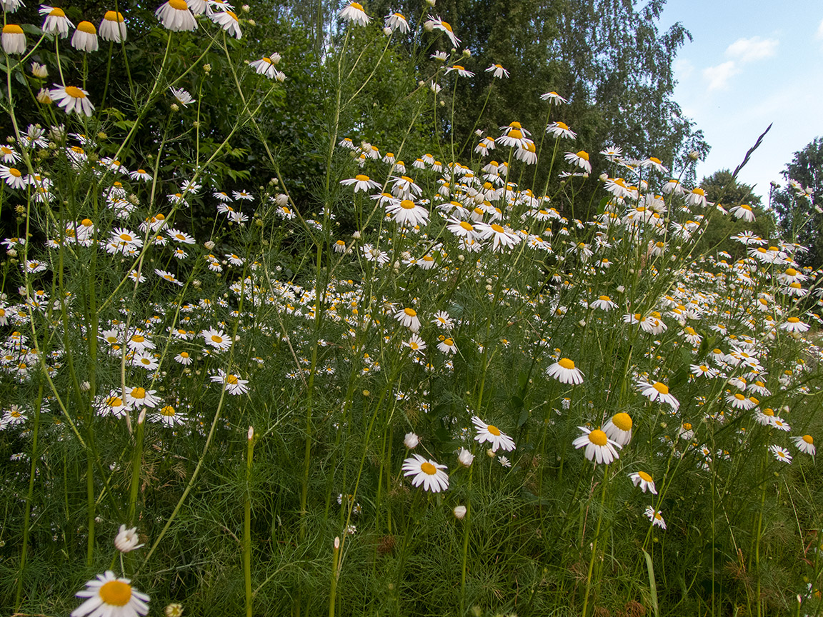 Изображение особи Tripleurospermum inodorum.