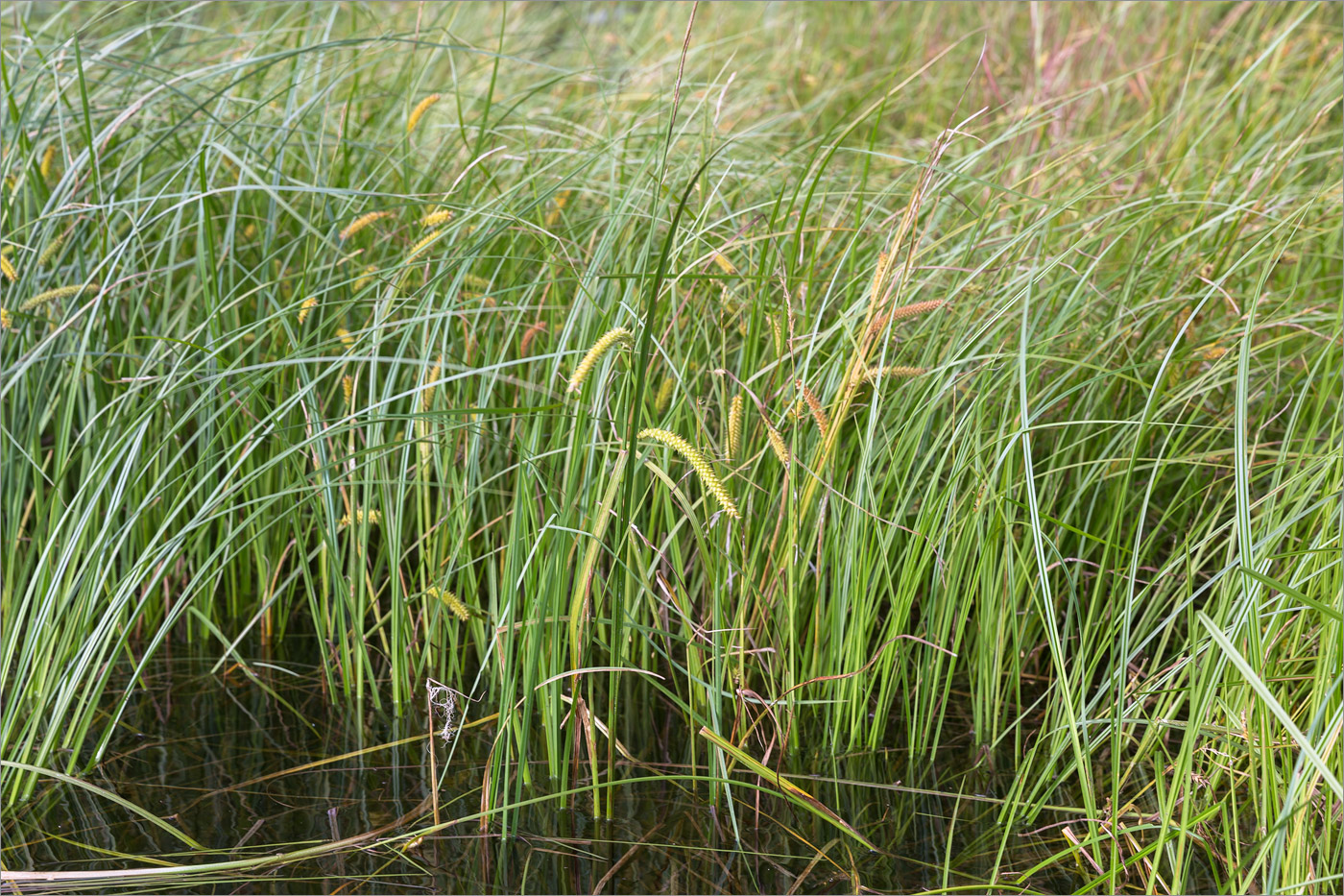 Image of Carex rostrata specimen.