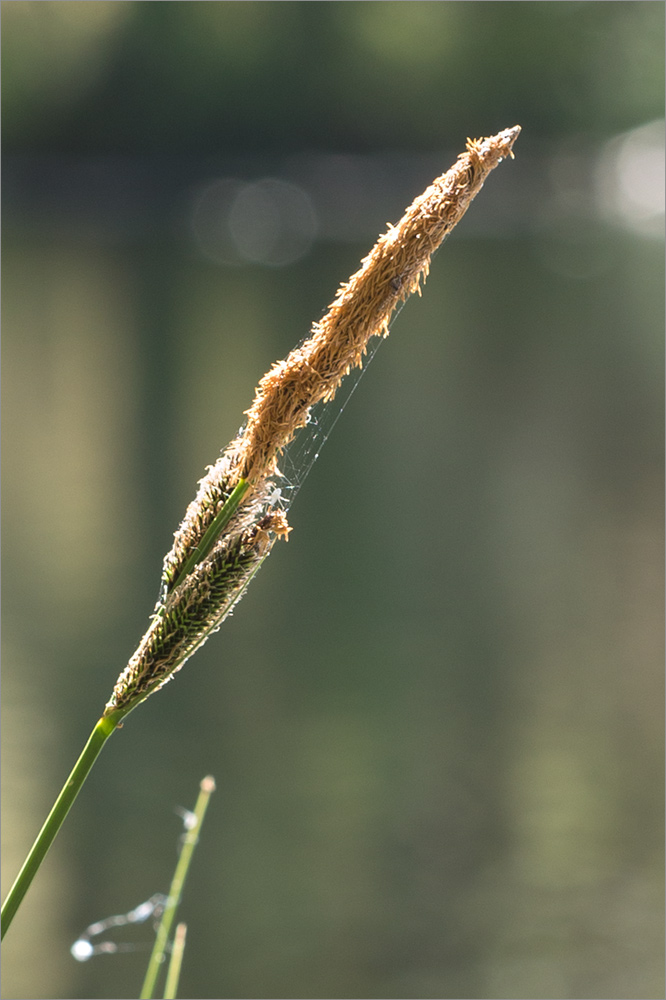 Image of Carex elata specimen.