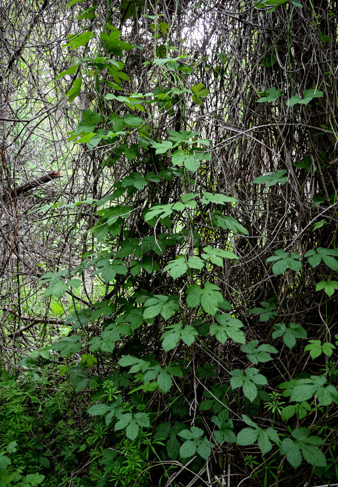 Изображение особи Humulus lupulus.