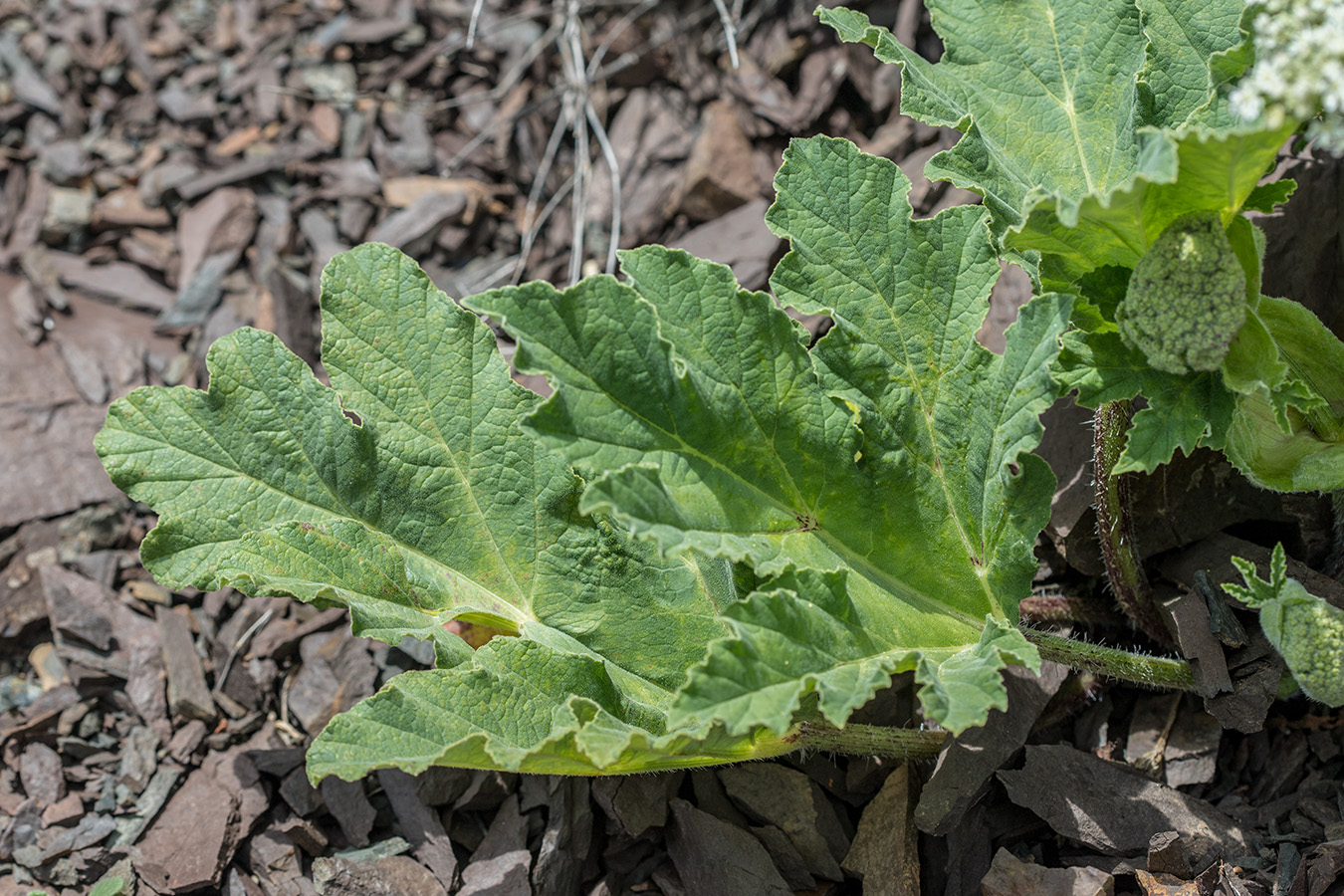 Изображение особи Heracleum leskovii.