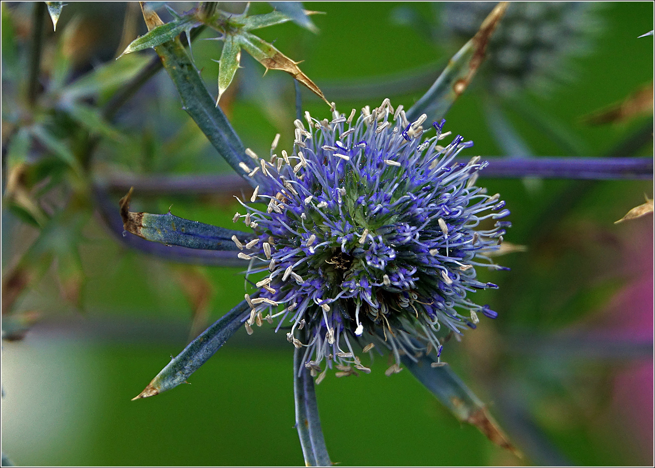 Изображение особи Eryngium planum.