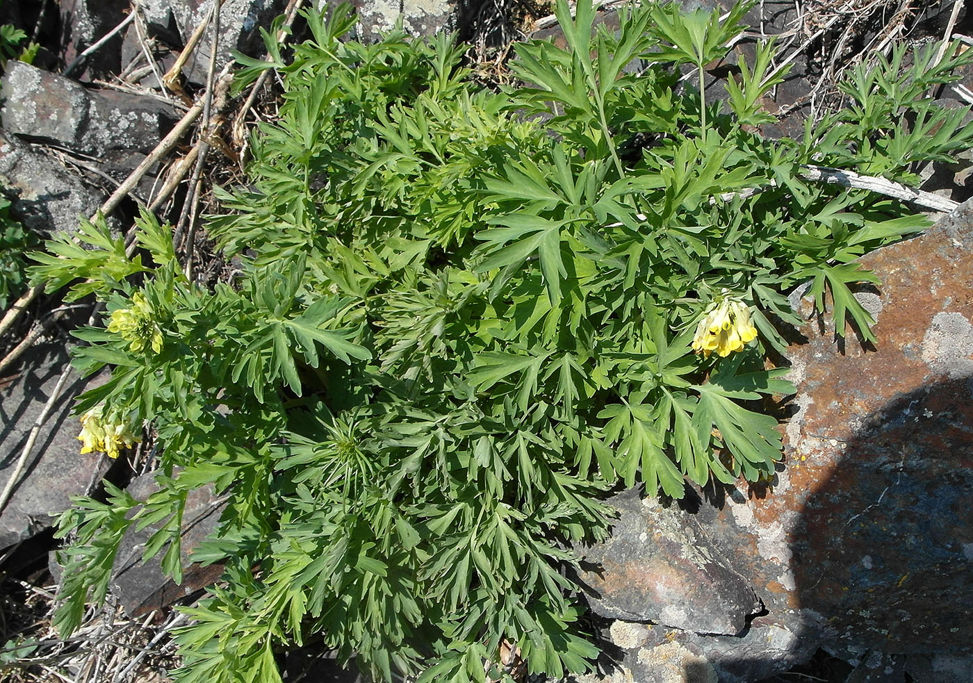 Image of Corydalis nobilis specimen.