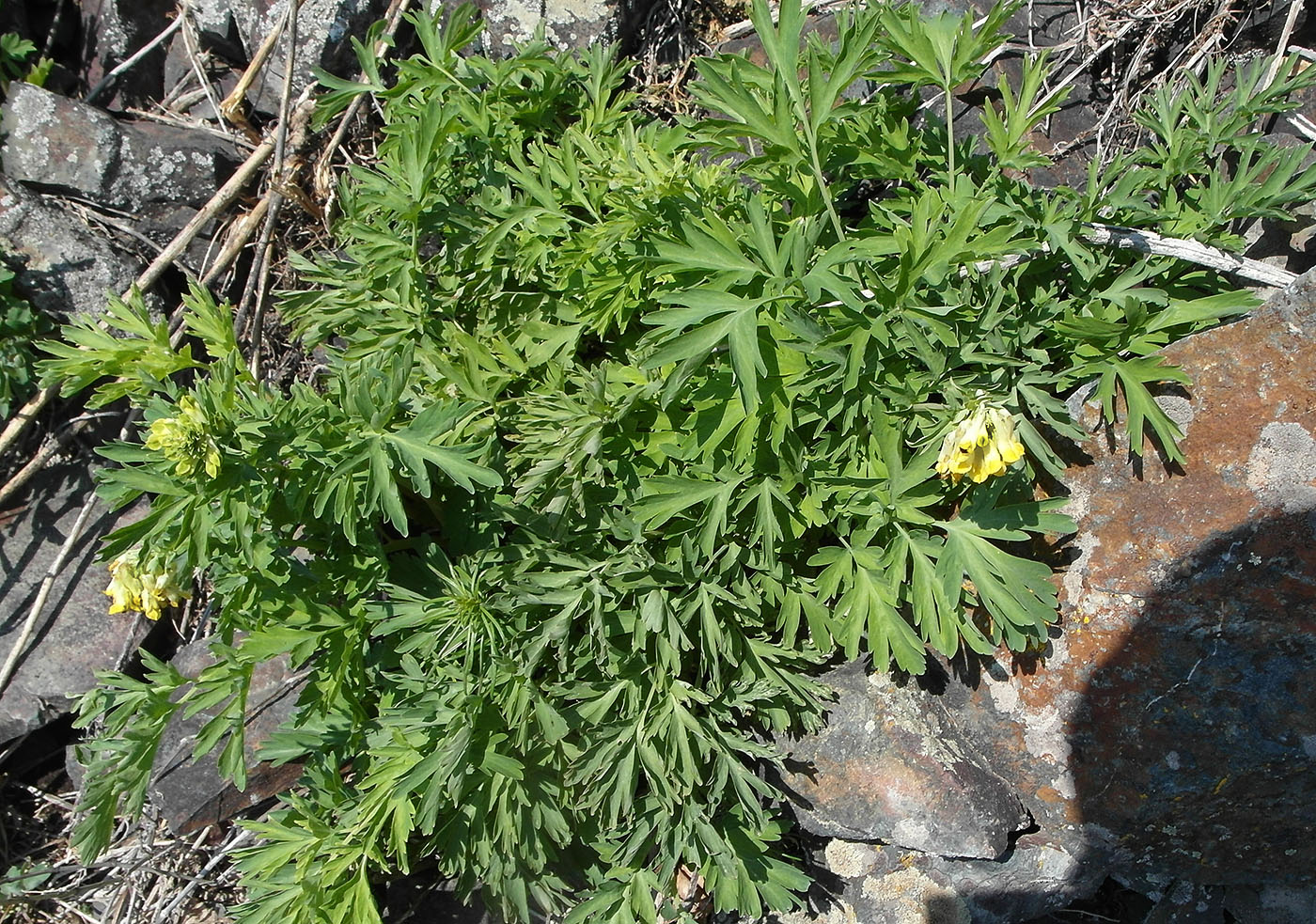Image of Corydalis nobilis specimen.