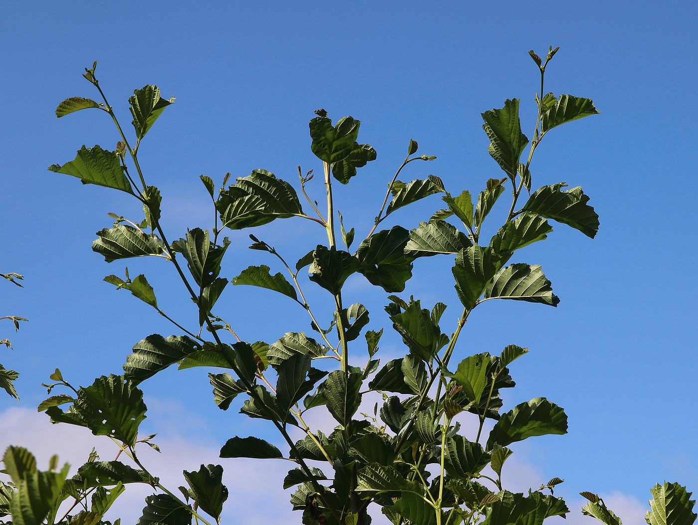 Image of Alnus glutinosa specimen.