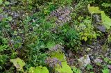 Lupinus polyphyllus