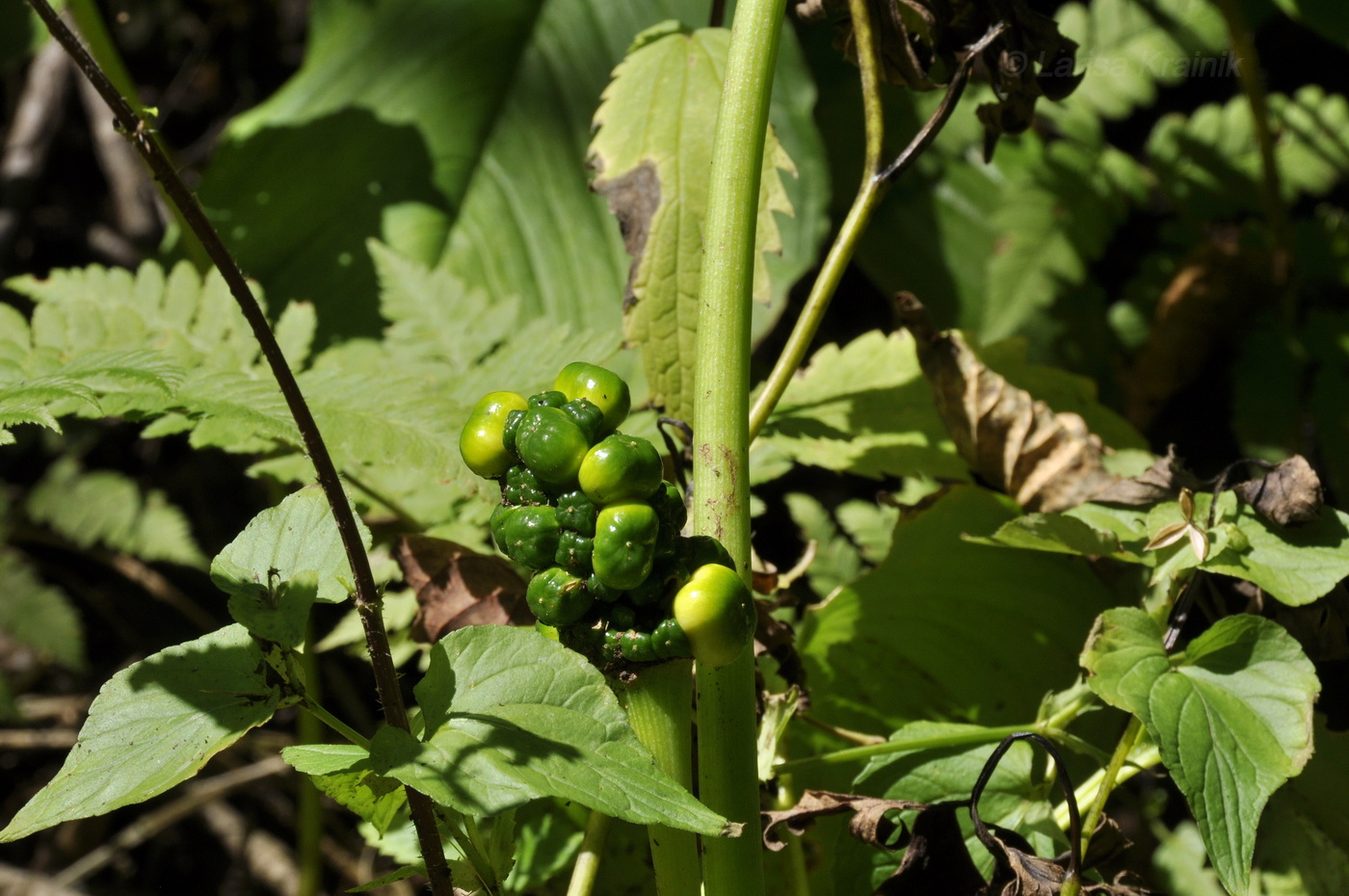 Image of genus Arisaema specimen.