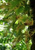 Polypodium cambricum. Вайи с сорусами. Грузия, Аджария, национальный парк \"Мтирала\", поросший мхами ствол дерева. 17.06.2023.