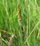 Alopecurus geniculatus
