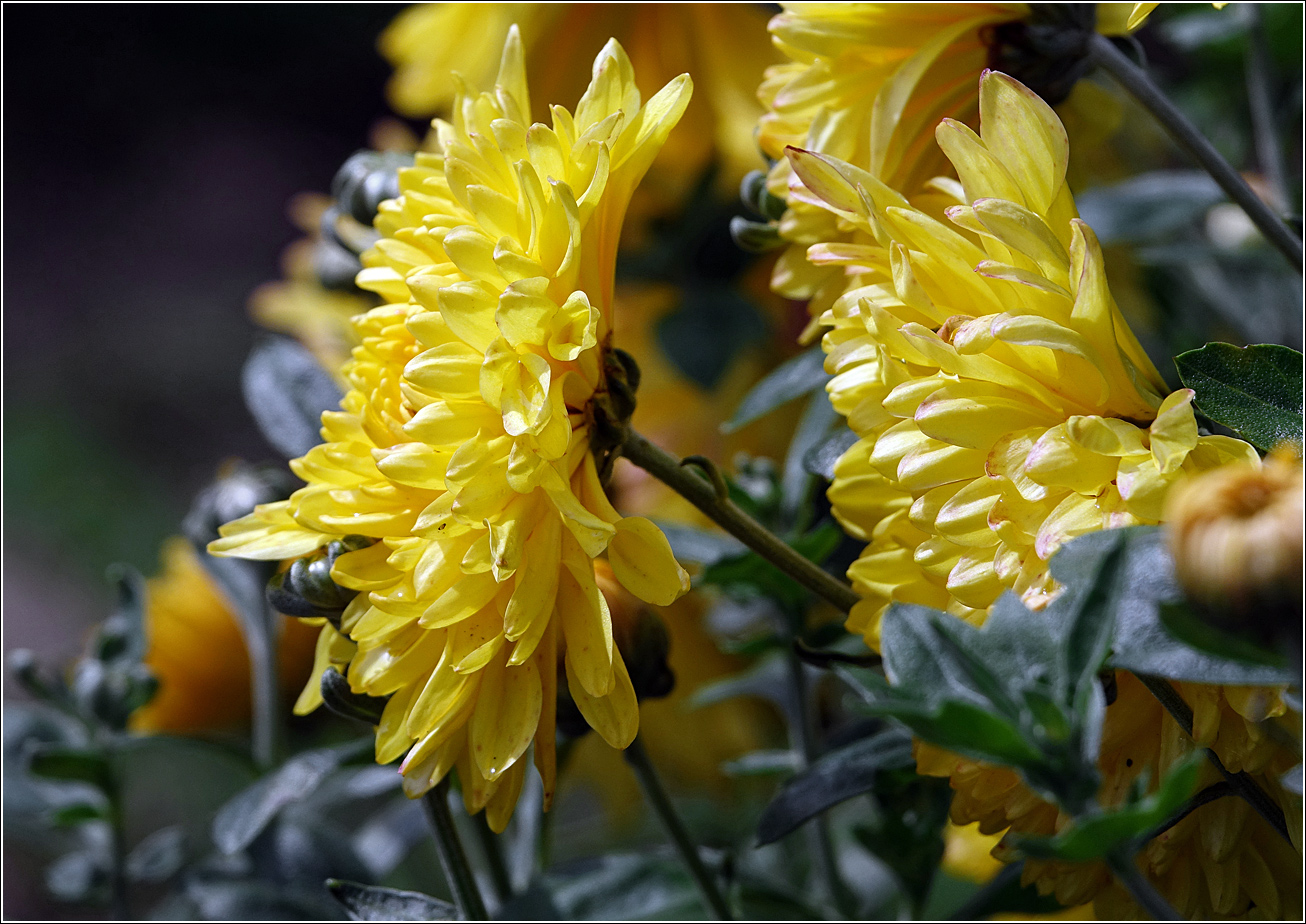 Image of Chrysanthemum indicum specimen.