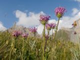 Erigeron venustus. Верхушки отцветающих побегов. Карачаево-Черкесия, Урупский р-н, хр. Загедан, гора Шхуанта, ≈ 2600 м н.у.м., Загеданские озёра, морена, альпийский луг. 08.08.2023.