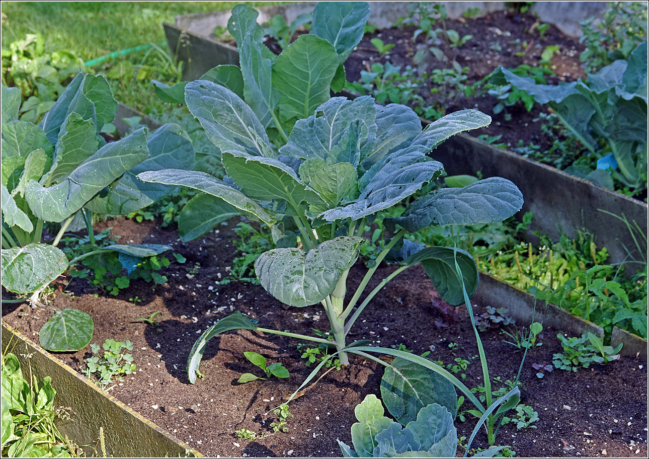 Изображение особи Brassica oleracea var. gemmifera.