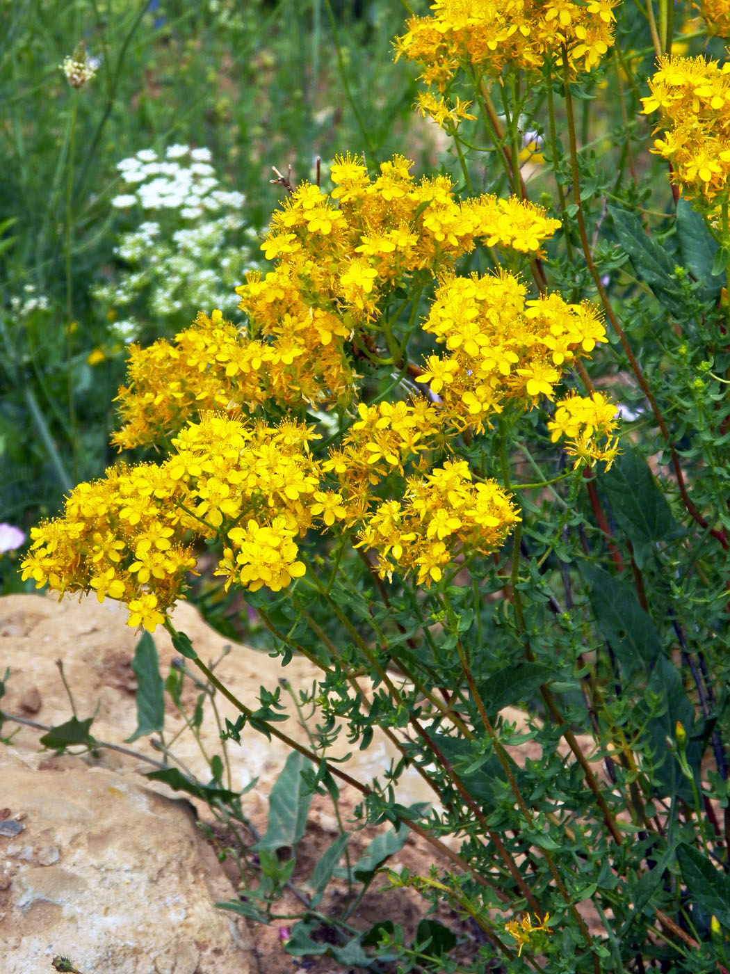 Image of Hypericum scabrum specimen.