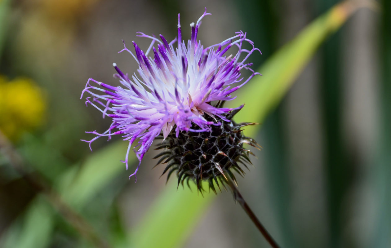 Изображение особи Cousinia waldheimiana.