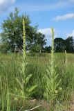 Verbascum thapsus. Цветущие растения. Беларусь, Витебская обл., пос. Езерище, дол. р. Оболь у плотины, нарушенный сырой луг, на участке обнажённого грунта. 23.06.2023.