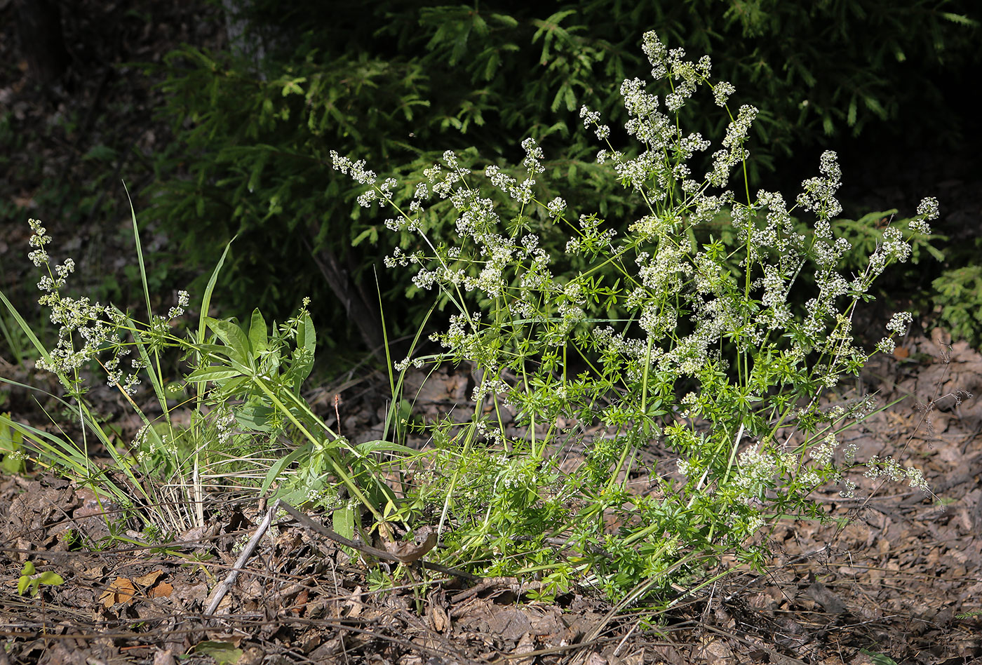 Изображение особи Galium mollugo.