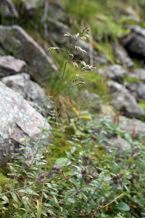 Image of Poa alpina specimen.