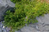 Honckenya subspecies major