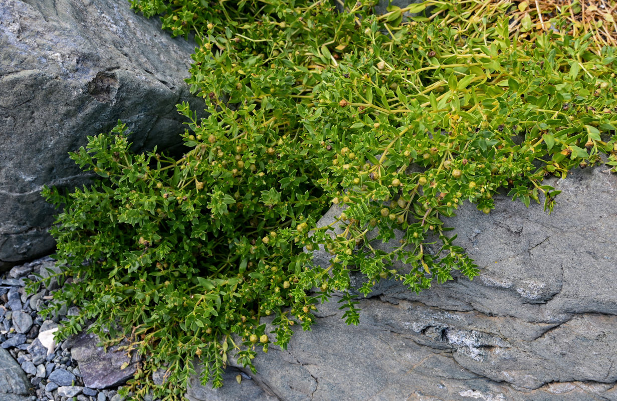 Image of Honckenya peploides ssp. major specimen.