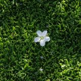 Minuartia macrocarpa