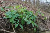 Helleborus caucasicus. Группа цветущих растений. Краснодарский край, Крымский р-н, окр. станицы Неберджаевская, ур. Малый Яр, буково-грабово-дубовый лес. 23.02.2024.