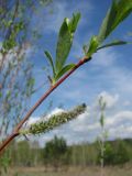 Salix rorida. Верхушка побега с соплодием. Томск, окр. ж.-д. ст. Томск-Северный, луг. 22.05.2012.