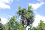 genus Pinus. Верхушки ветвей с сухими шишками. Вьетнам, провинция Ламдонг, г. Далат, отель-музей \"Crazy House\". 06.09.2023.