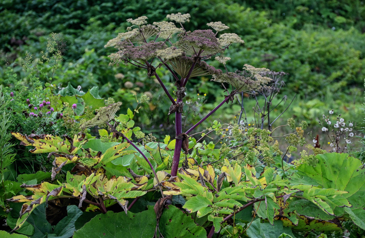 Image of Angelica ursina specimen.