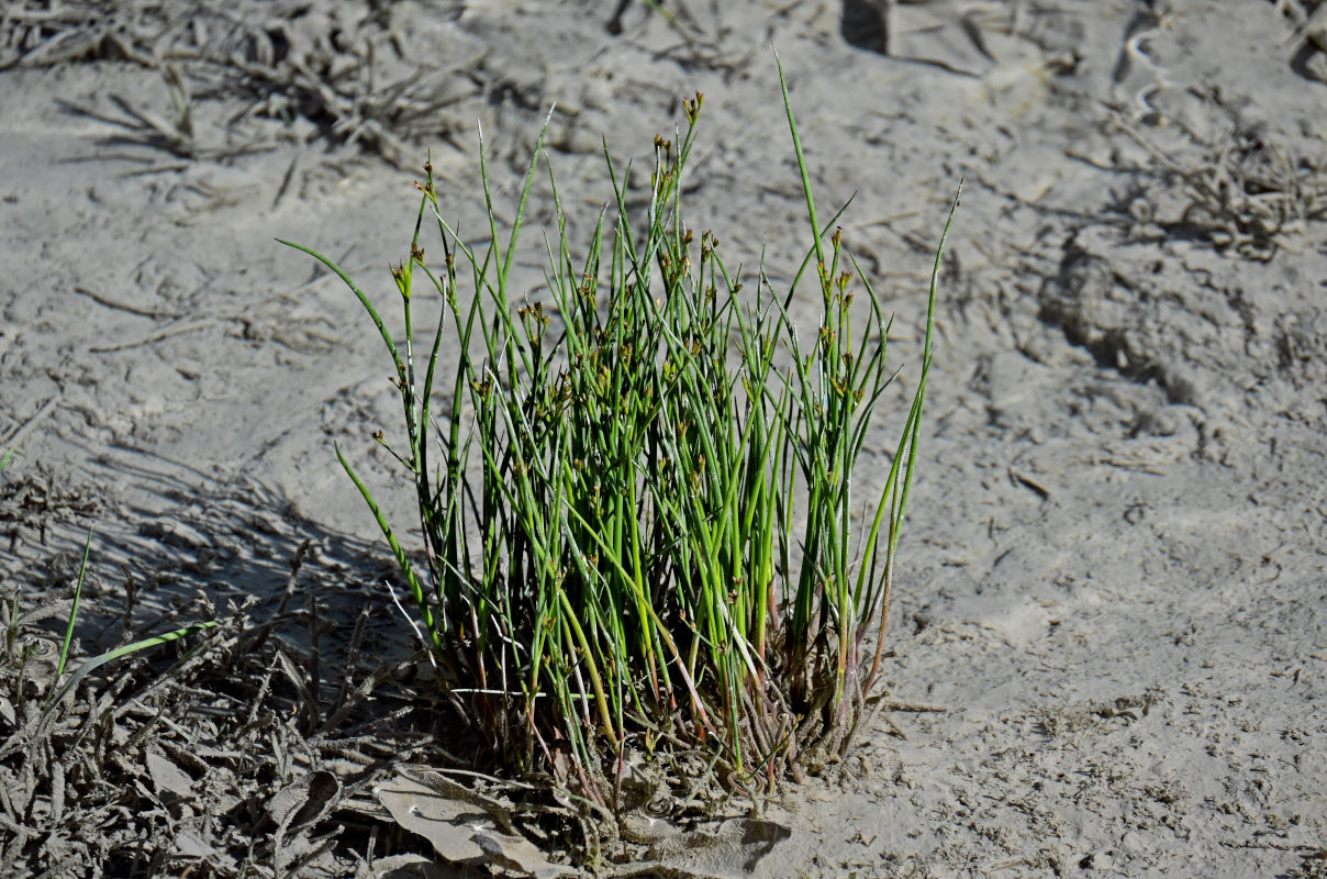 Изображение особи род Juncus.