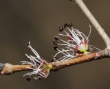 Ulmus macrocarpa