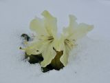 Rhododendron aureum