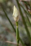 Dietes bicolor. Распускающийся цветок. Израиль, г. Бат-Ям, в культуре. 22.04.2024.