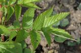 Filipendula ulmaria ssp. denudata