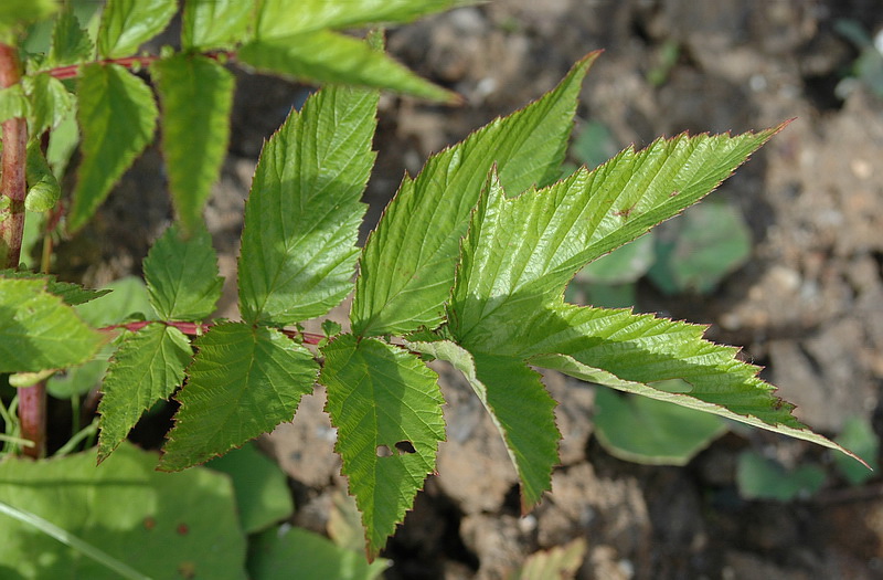 Изображение особи Filipendula ulmaria ssp. denudata.