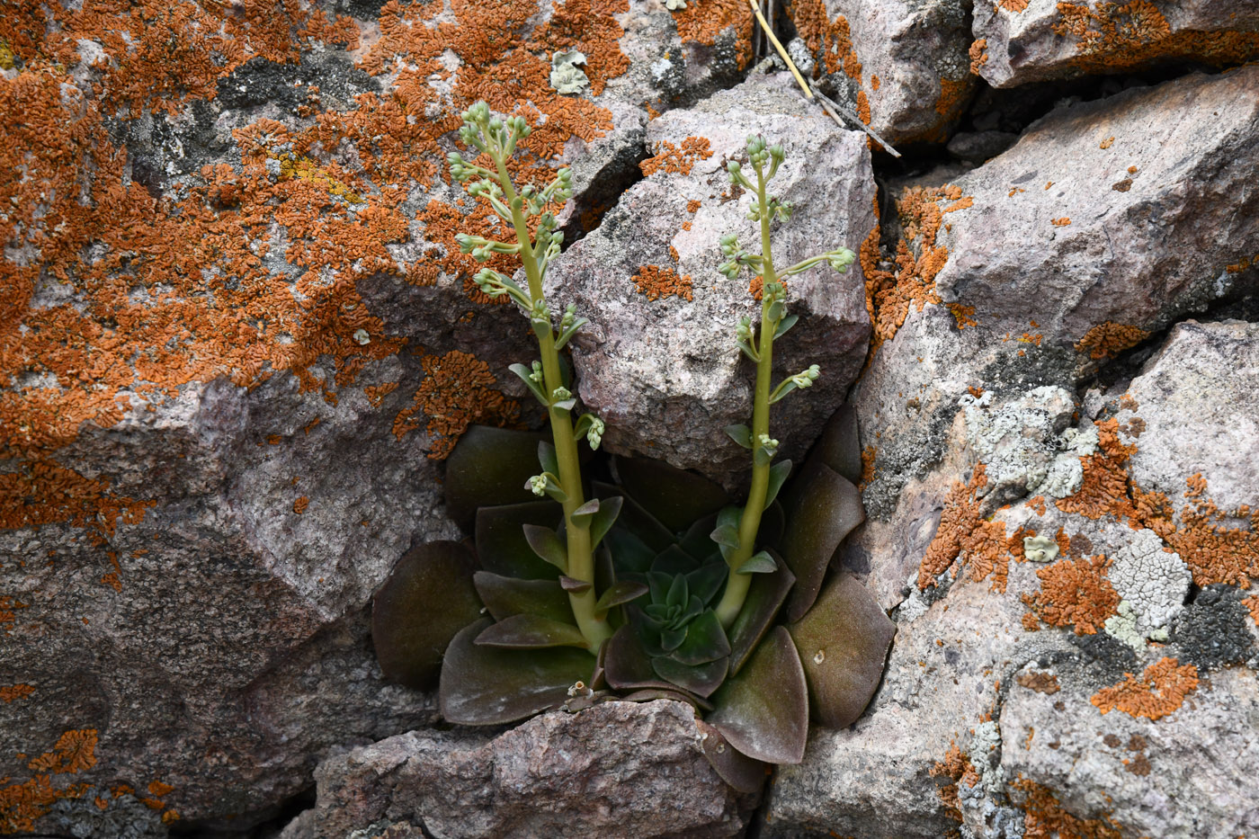 Image of Rosularia glabra specimen.