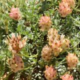 genus Astragalus