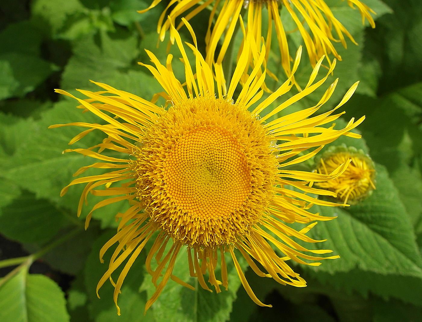 Изображение особи Telekia speciosa.