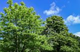 Aesculus hippocastanum. Кроны цветущих деревьев. Брянская обл., г. Брянск, в культуре. 03.05.2024.