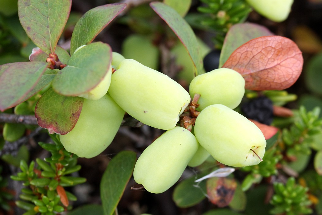 Image of Vaccinium uliginosum ssp. microphyllum specimen.