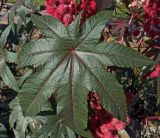 Ricinus communis