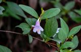 Abelia uniflora. Часть ветви с цветком. Китай, провинция Хунань, национальный парк \"Чжанцзяцзе\", смешанный лес. 06.06.2024.