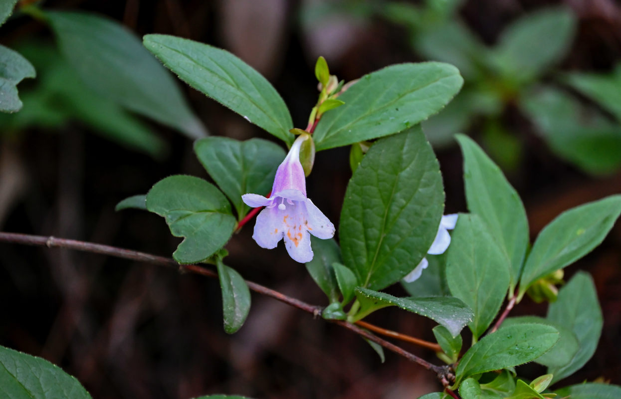 Image of Abelia uniflora specimen.