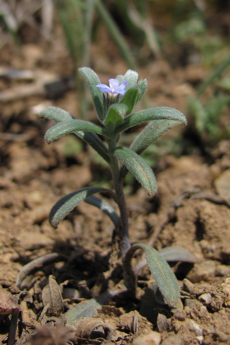 Image of Buglossoides incrassata specimen.