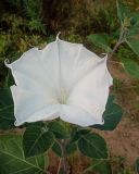 Datura wrightii