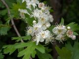 genus Crataegus. Часть цветущей веточки. Крым, городской округ Алушта, окр. Ангарского перевала, у автомобильной парковки рядом с метеостанцией. 27.05.2024.