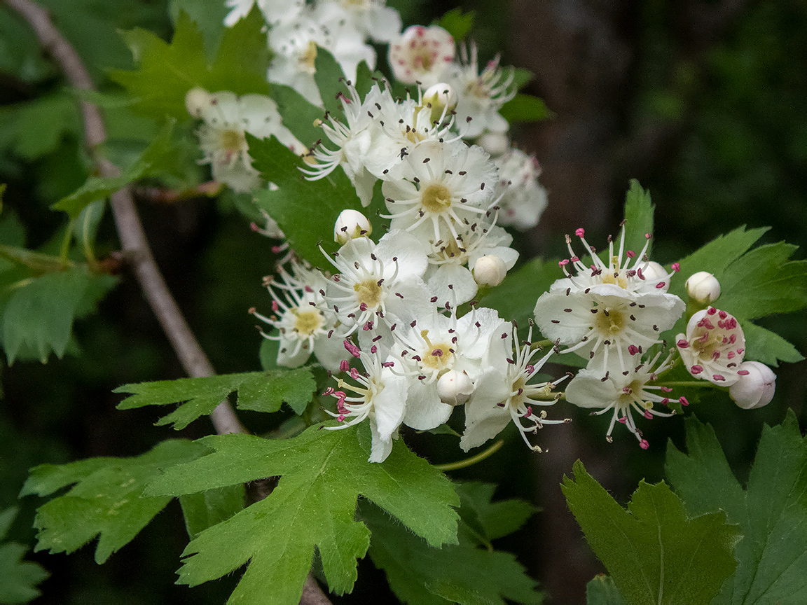 Image of genus Crataegus specimen.