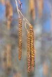 Alnus incana. Мужские соцветия. Санкт-Петербург, Старый Петергоф, парк \"Сергиевка\", смешанный елово-мелколиственный лес у восточного входа. 23.03.2025.