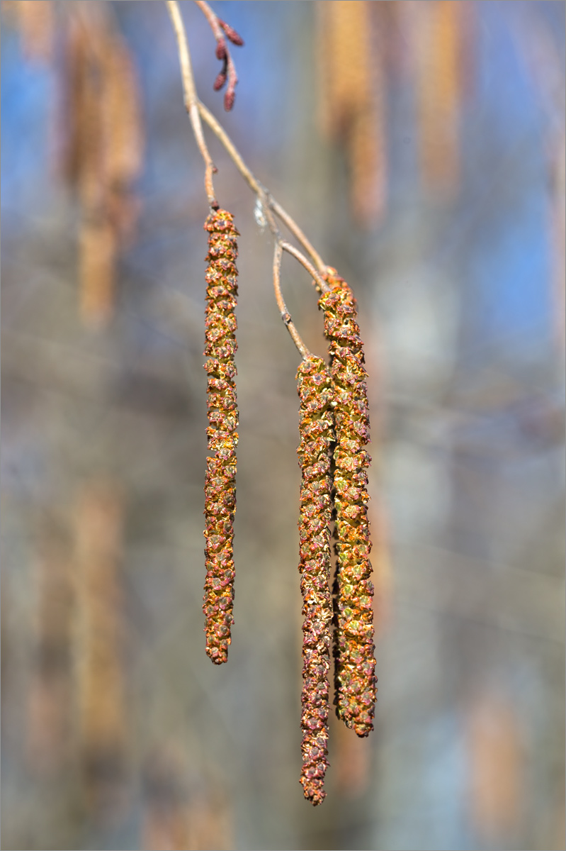 Изображение особи Alnus incana.