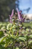 genus Corydalis